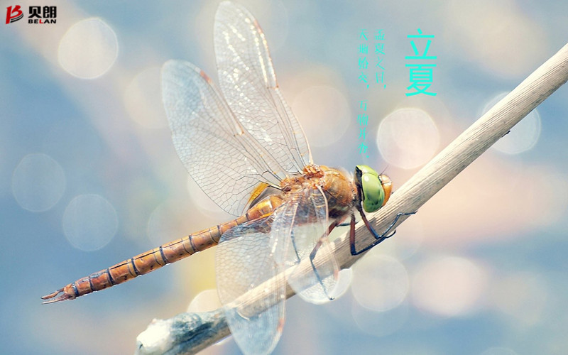 立夏啦！立夏啦！